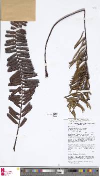 Plagiogyria egenolfioides var. decrescens image