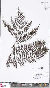 Sphaeropteris novae-caledoniae image