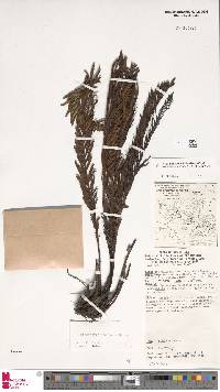 Plagiogyria egenolfioides var. decrescens image