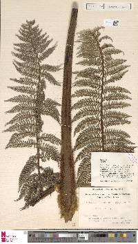 Dicksonia sciurus image