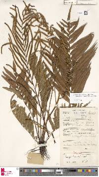 Plagiogyria egenolfioides var. sumatrana image