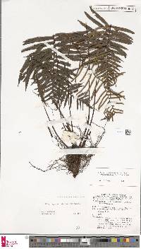 Plagiogyria egenolfioides var. latipinna image