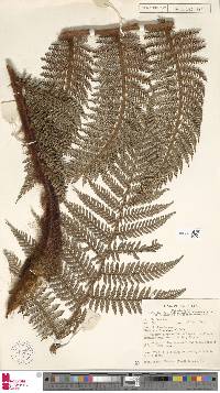 Dicksonia sciurus image