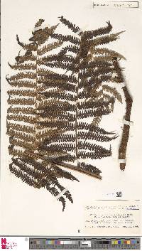 Alsophila spinulosa image