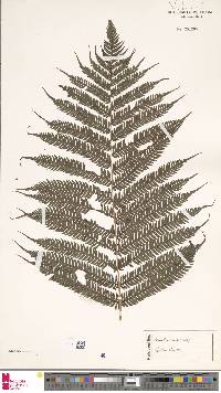 Sphaeropteris lunulata image