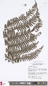 Alsophila microphylloides image
