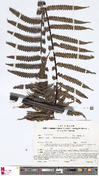 Alsophila gigantea image