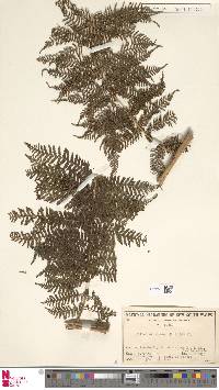 Cyathea decurrens image