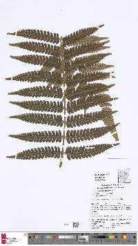 Cyathea cyatheoides image
