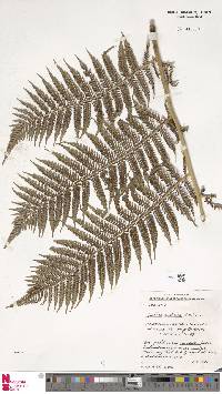 Alsophila australis subsp. australis image