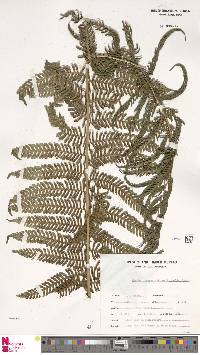 Sphaeropteris cooperi image