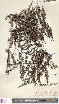 Alsophila australis subsp. australis image