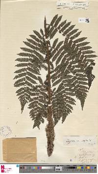 Cyathea squamata image