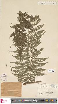 Cyathea schiedeana image