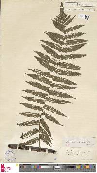 Cyathea microdonta image