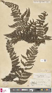 Cyathea atrovirens image