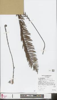 Plagiogyria egenolfioides var. decrescens image