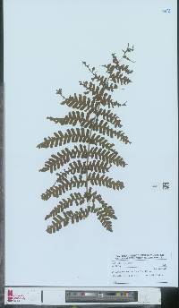 Megalastrum martinicense image