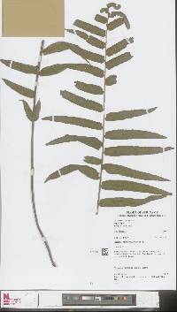 Nephrolepis biserrata image