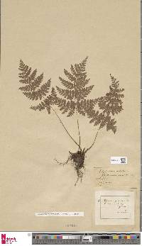 Dryopteris dilatata image