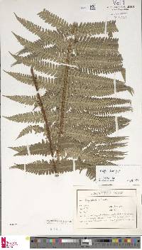 Dryopteris affinis subsp. affinis image