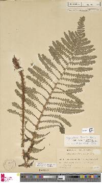 Dryopteris affinis image