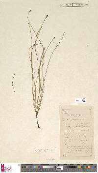 Equisetum palustre image