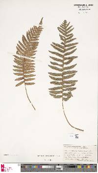 Polypodium interjectum image