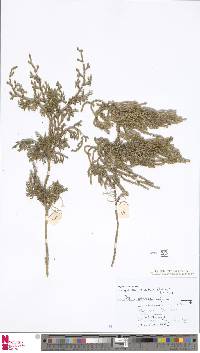 Image of Palhinhaea tomentosa