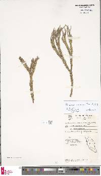 Phlegmariurus coralium image