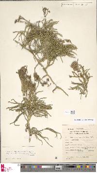 Diphasiastrum multispicatum image