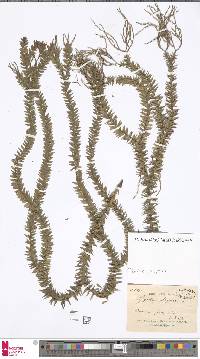 Phlegmariurus phlegmaria image