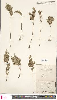 Selaginella stauntoniana image