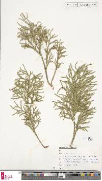 Selaginella uliginosa image