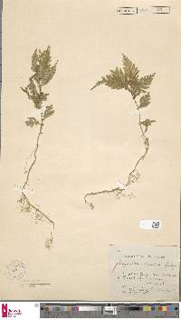 Selaginella stipulata image
