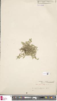 Selaginella heterodonta image