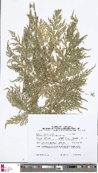 Selaginella willdenowii image