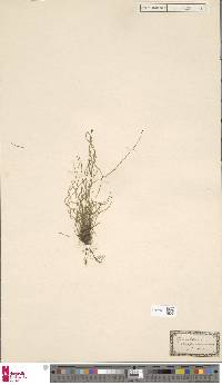 Equisetum scirpoides image