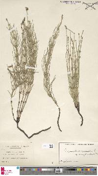 Equisetum palustre image