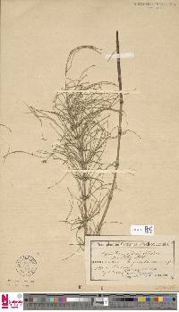 Equisetum x litorale image