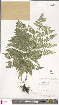 Dryopteris hasseltii image