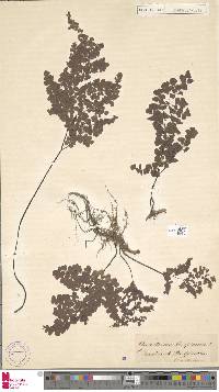 Adiantum aethiopicum image