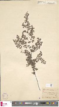 Adiantum aethiopicum image