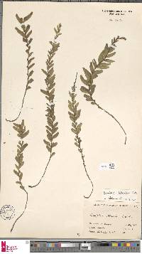 Tmesipteris obliqua image