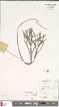 Psilotum complanatum image