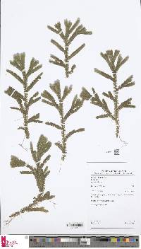 Selaginella epirrhizos image