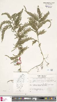 Selaginella delicatula image