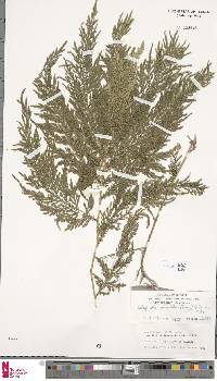 Selaginella plana image