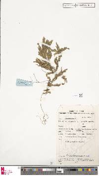 Selaginella conferta image