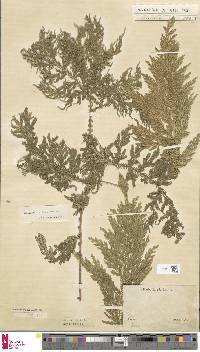 Selaginella conferta image